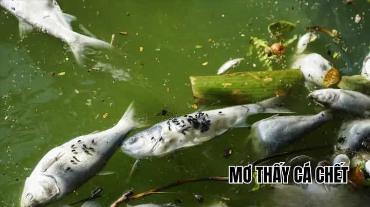 Mơ Thấy Cá Chết Trên Mặt Nước Là Điềm Báo Gì? Giải Mã Ý Nghĩa Và Con Số May Mắn