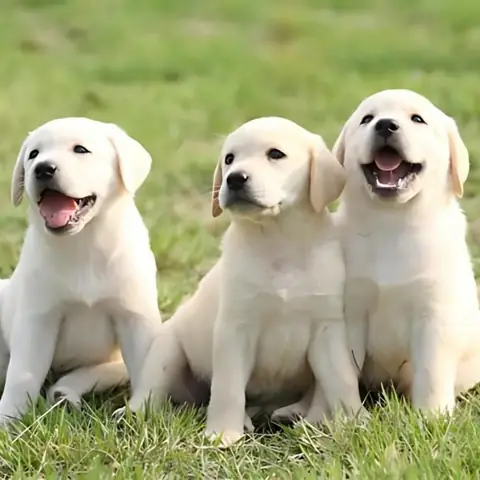 Mơ Thấy Chó Đánh Con Gì Minh Ngọc Mơ Thấy Chó Đánh Con Gì Minh Ngọc