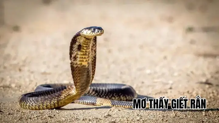 Mơ Thấy Con Rắn Là Điềm Báo Gì? Giải Mã Chi Tiết Từ A-z Mơ Thấy Con Rắn Là Điềm Báo Gì? Giải Mã Chi Tiết Từ A-z