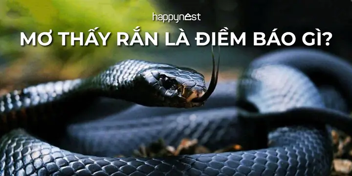 Mơ Thấy Con Rắn Là Điềm Báo Gì? Giải Mã Chi Tiết Từ A-z Mơ Thấy Con Rắn Là Điềm Báo Gì? Giải Mã Chi Tiết Từ A-z