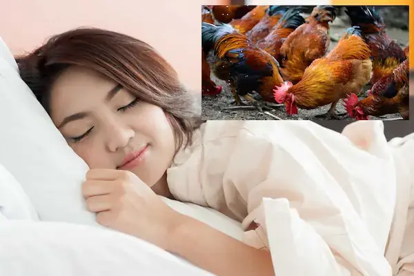 Mơ Thấy Đàn Gà Con Đánh Số Gì Mơ Thấy Đàn Gà Con Đánh Số Gì
