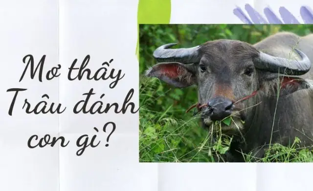 Mơ Thấy Mình Tức Giận Đánh Con Gì