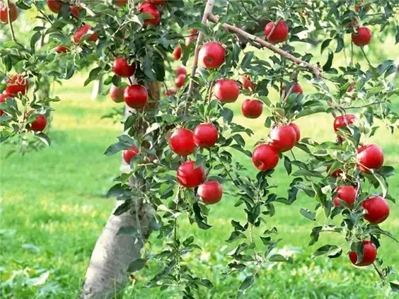 Mơ Thấy Quả Táo Ta Đánh Con Gì? Giải Mã Ý Nghĩa Và Con Số May Mắn