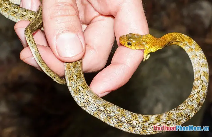 Giải Mã Giấc Mơ Rắn Cắn Vào Tay Người Thân: Ý Nghĩa, Lời Cảnh Báo Và Số May Mắn Giải Mã Giấc Mơ Rắn Cắn Vào Tay Người Thân: Ý Nghĩa, Lời Cảnh Báo Và Số May Mắn