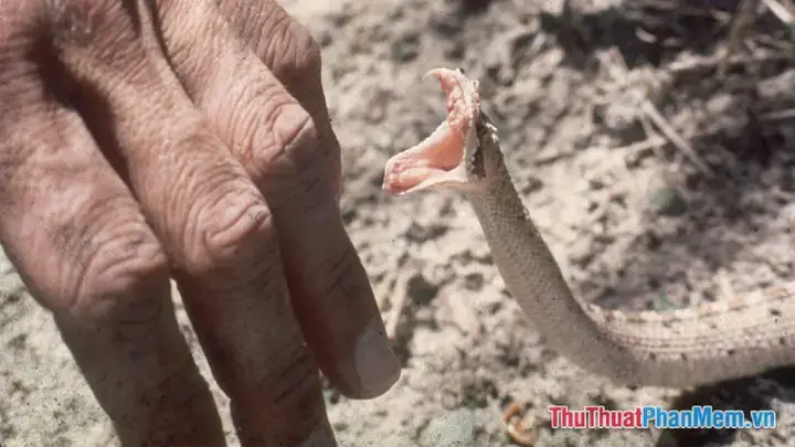 Giải Mã Giấc Mơ Rắn Cắn Vào Tay Người Thân: Ý Nghĩa, Lời Cảnh Báo Và Số May Mắn Giải Mã Giấc Mơ Rắn Cắn Vào Tay Người Thân: Ý Nghĩa, Lời Cảnh Báo Và Số May Mắn