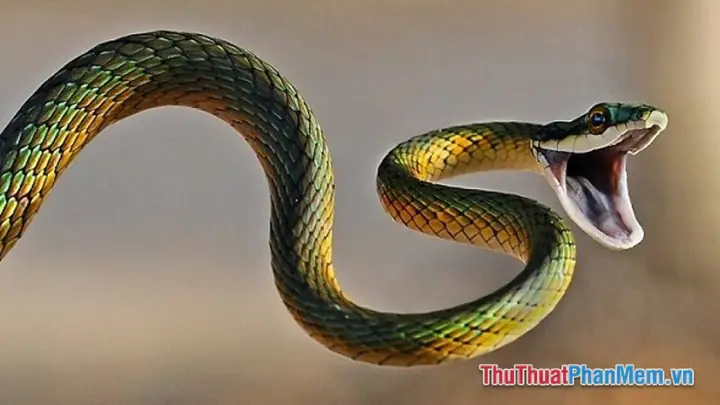 Giải Mã Giấc Mơ Rắn Cắn Vào Tay Người Thân: Ý Nghĩa, Lời Cảnh Báo Và Số May Mắn Giải Mã Giấc Mơ Rắn Cắn Vào Tay Người Thân: Ý Nghĩa, Lời Cảnh Báo Và Số May Mắn