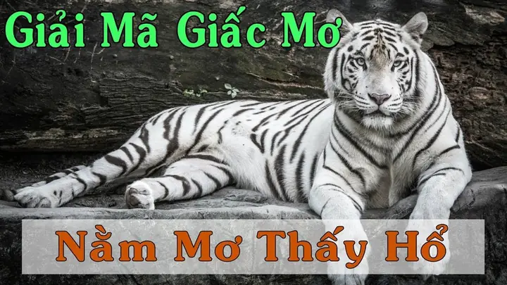 Mơ Thấy Sư Tử Đuổi Đánh Con Gì Mơ Thấy Sư Tử Đuổi Đánh Con Gì
