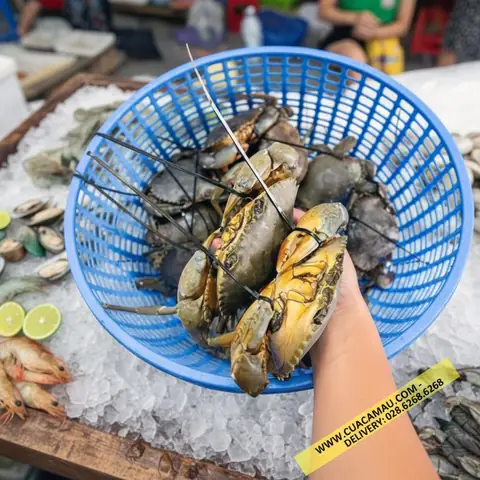 Mua Cua Cà Mau Chính Gốc: Bảng Giá Và Địa Chỉ Tươi Sống Uy Tín Mua Cua Cà Mau Chính Gốc: Bảng Giá Và Địa Chỉ Tươi Sống Uy Tín