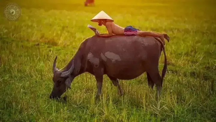 Nằm Mơ Đi Chăn Trâu Đánh Đề Con Gì Nằm Mơ Đi Chăn Trâu Đánh Đề Con Gì