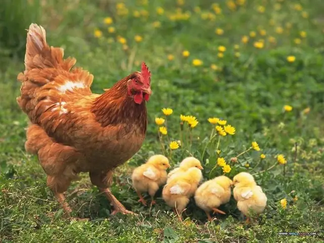 Nằm Mơ Thấy 2 Con Gà Đá Nhau Nằm Mơ Thấy 2 Con Gà Đá Nhau