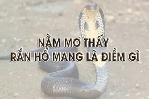 Giải Mã Giấc Mơ Thấy 2 Con Rắn Hổ Mang: Ý Nghĩa, Điềm Báo Và Cách Đối Phó Giải Mã Giấc Mơ Thấy 2 Con Rắn Hổ Mang: Ý Nghĩa, Điềm Báo Và Cách Đối Phó
