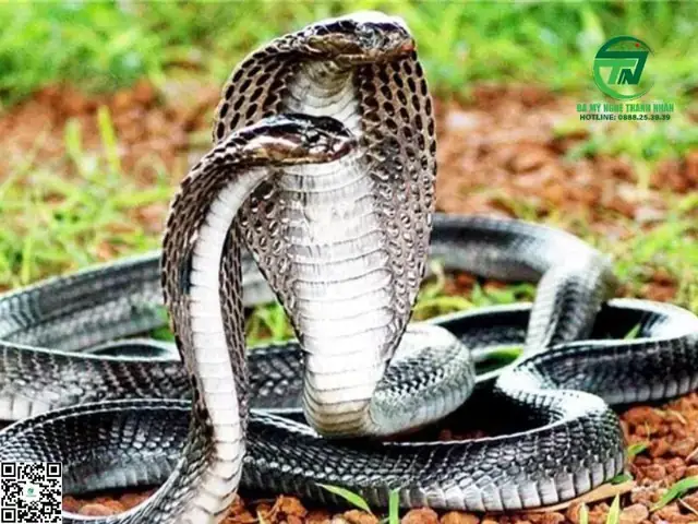 Giải Mã Giấc Mơ Thấy 2 Con Rắn Hổ Mang: Ý Nghĩa, Điềm Báo Và Cách Đối Phó Giải Mã Giấc Mơ Thấy 2 Con Rắn Hổ Mang: Ý Nghĩa, Điềm Báo Và Cách Đối Phó