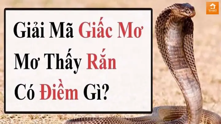 Giải Mã Giấc Mơ Thấy 2 Con Rắn Hổ Mang: Ý Nghĩa, Điềm Báo Và Cách Đối Phó Giải Mã Giấc Mơ Thấy 2 Con Rắn Hổ Mang: Ý Nghĩa, Điềm Báo Và Cách Đối Phó