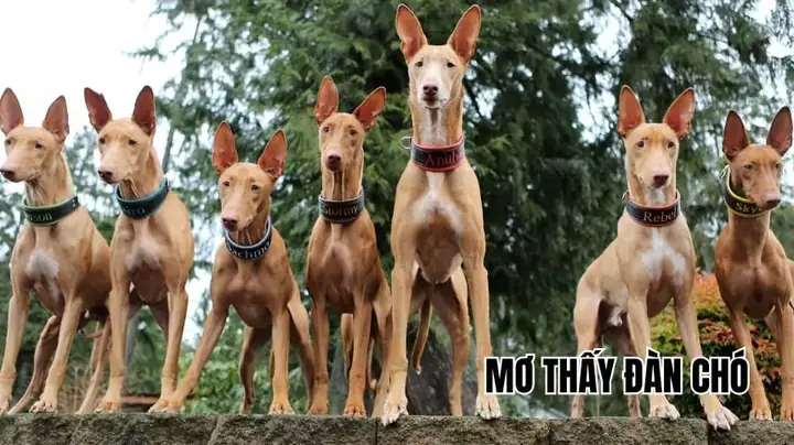 Nằm Mơ Thấy Ăn Đậu Phộng Đánh Số Gì Nằm Mơ Thấy Ăn Đậu Phộng Đánh Số Gì