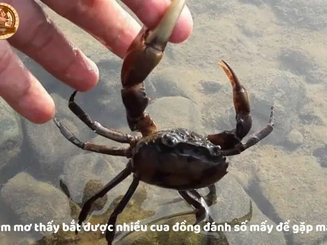 Nằm Mơ Thấy Bắt Cua Đồng Đánh Con Gì Nằm Mơ Thấy Bắt Cua Đồng Đánh Con Gì