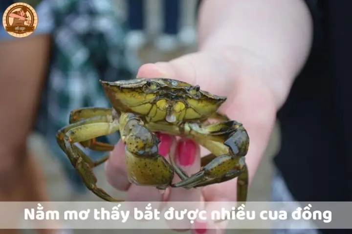 Nằm Mơ Thấy Bắt Cua Đồng Đánh Con Gì Nằm Mơ Thấy Bắt Cua Đồng Đánh Con Gì