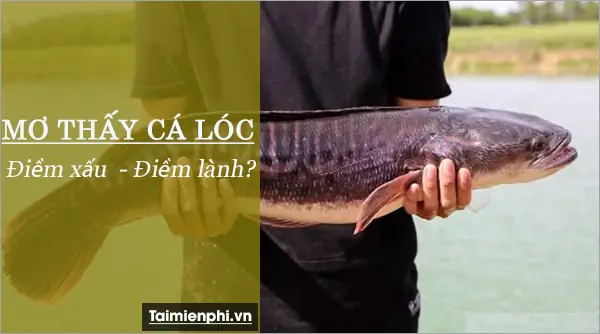 Nằm Mơ Thấy Bắt Được Cá Lóc To: Ý Nghĩa, Điềm Báo Tài Lộc Và Con Số May Mắn Nằm Mơ Thấy Bắt Được Cá Lóc To: Ý Nghĩa, Điềm Báo Tài Lộc Và Con Số May Mắn