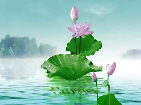 Nằm Mơ Thấy Bông Sen Đánh Số May Nằm Mơ Thấy Bông Sen Đánh Số May