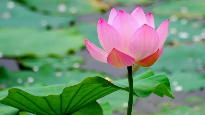 Nằm Mơ Thấy Bông Sen Đánh Số May Nằm Mơ Thấy Bông Sen Đánh Số May