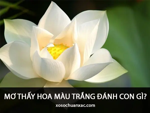 Nằm Mơ Thấy Bông Sen Đánh Số May Nằm Mơ Thấy Bông Sen Đánh Số May