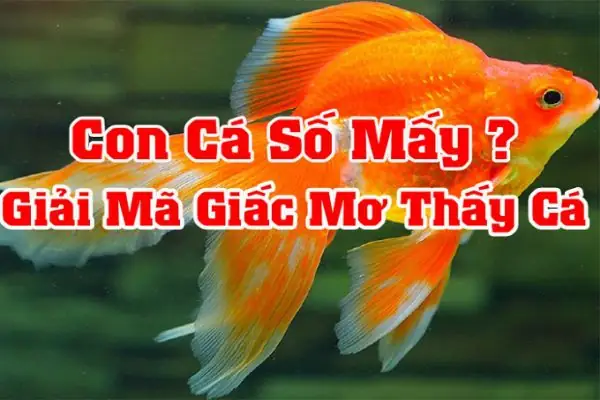 Nằm Mơ Thấy Cá Chép Vàng Đánh Con Gì Nằm Mơ Thấy Cá Chép Vàng Đánh Con Gì