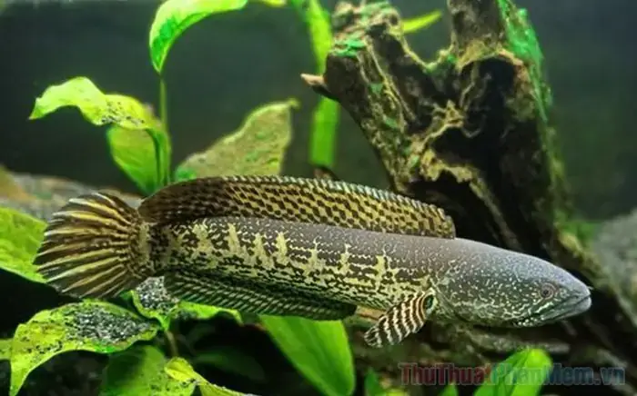 Nằm Mơ Thấy Cá Đen Đánh Số May Nằm Mơ Thấy Cá Đen Đánh Số May