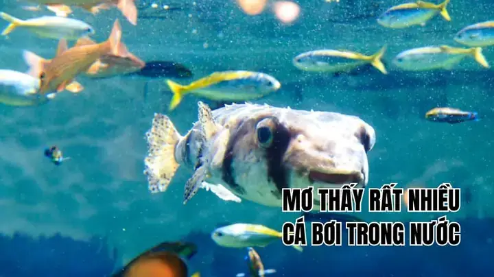 Nằm Mơ Thấy Cá Lóc Bơi Trong Nước: Ý Nghĩa, Điềm Báo Và Con Số May Mắn Nằm Mơ Thấy Cá Lóc Bơi Trong Nước: Ý Nghĩa, Điềm Báo Và Con Số May Mắn