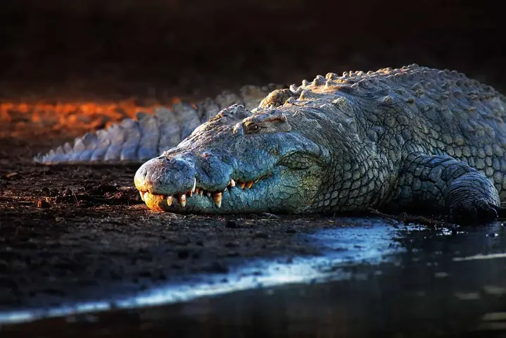 Nằm Mơ Thấy Cá Sấu Đánh Số May Nằm Mơ Thấy Cá Sấu Đánh Số May