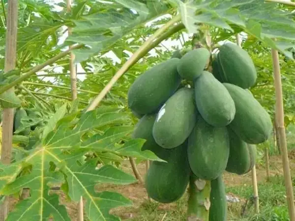 Nằm Mơ Thấy Cây Đu Đủ Nhiều Quả: Ý Nghĩa, Điềm Báo Và Con Số May Mắn Nằm Mơ Thấy Cây Đu Đủ Nhiều Quả: Ý Nghĩa, Điềm Báo Và Con Số May Mắn