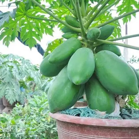 Nằm Mơ Thấy Cây Đu Đủ Nhiều Quả: Ý Nghĩa, Điềm Báo Và Con Số May Mắn Nằm Mơ Thấy Cây Đu Đủ Nhiều Quả: Ý Nghĩa, Điềm Báo Và Con Số May Mắn