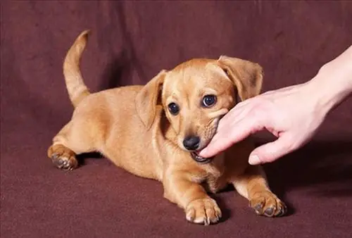 Nằm Mơ Thấy Chó Cắn Đánh Số May Nằm Mơ Thấy Chó Cắn Đánh Số May