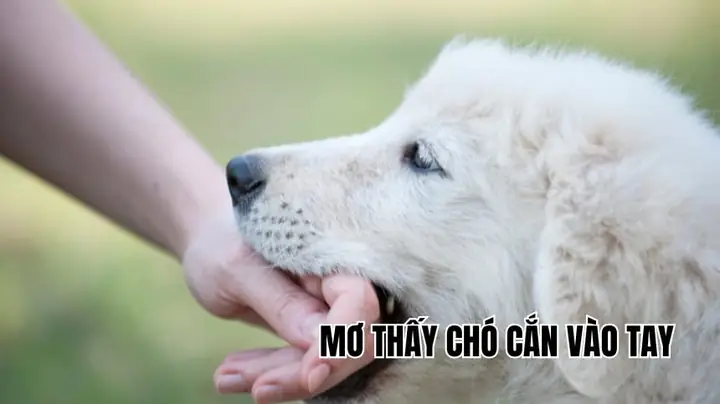 Nằm Mơ Thấy Chó Cắn Vào Tay Đánh Số Gì Nằm Mơ Thấy Chó Cắn Vào Tay Đánh Số Gì