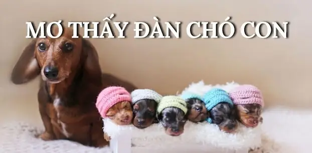 Nằm Mơ Thấy Chó Mẹ Và Đàn Chó Con Nằm Mơ Thấy Chó Mẹ Và Đàn Chó Con