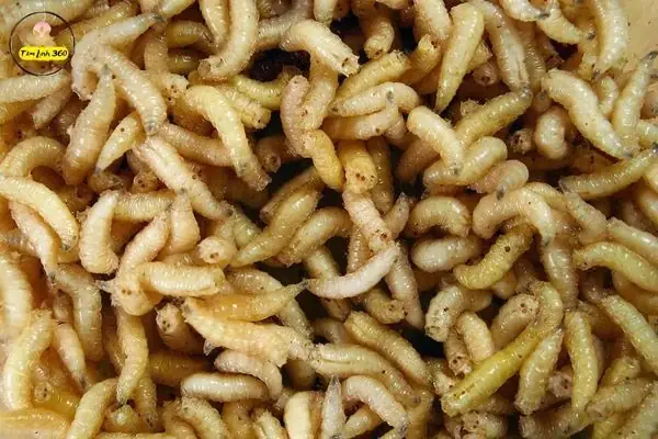 Giải Mã Giấc Mơ Thấy Con Dòi – Ý Nghĩa, Điềm Báo Và Các Con Số May Mắn