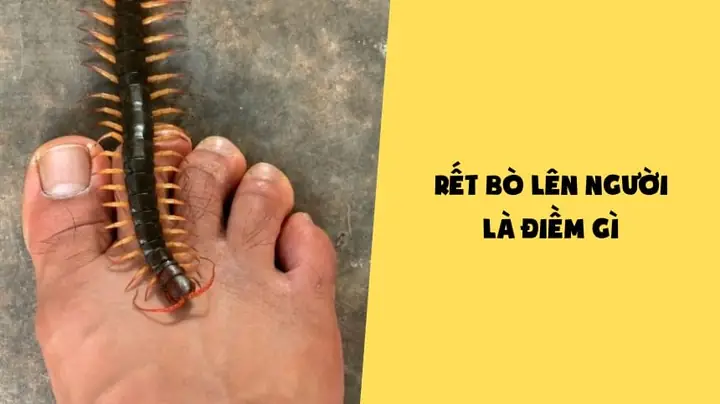 Nằm Mơ Thấy Côn Trùng Bò Lên Người