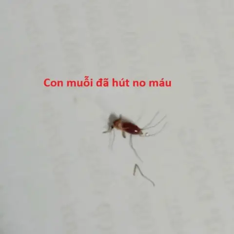 Nằm Mơ Thấy Côn Trùng: Các Con Số May Mắn Và Cách Chọn Để Tăng Cơ Hội Thắng Lô Đề Nằm Mơ Thấy Côn Trùng: Các Con Số May Mắn Và Cách Chọn Để Tăng Cơ Hội Thắng Lô Đề