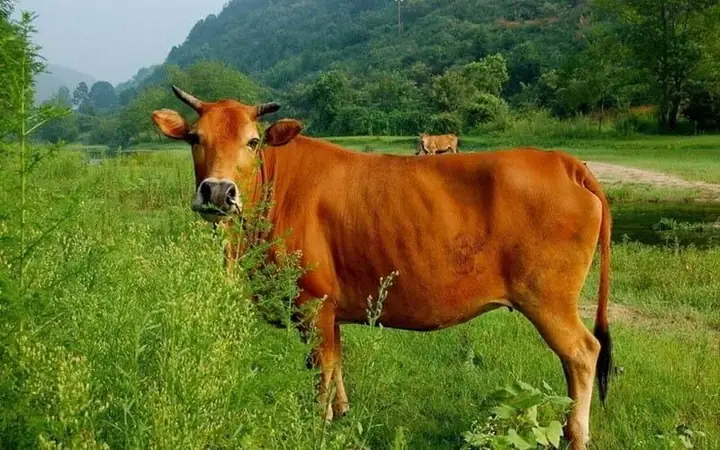 Nằm Mơ Thấy Đàn Bò Đánh Số Mấy: Giải Mã Ý Nghĩa Và Cách Chọn Số Đề