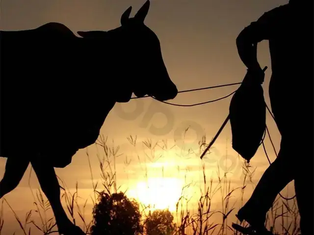 Nằm Mơ Thấy Đàn Bò Đánh Số Mấy: Giải Mã Ý Nghĩa Và Cách Chọn Số Đề