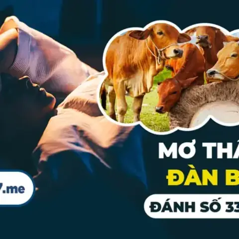 Nằm Mơ Thấy Đàn Bò Đánh Số Mấy: Giải Mã Ý Nghĩa Và Cách Chọn Số Đề