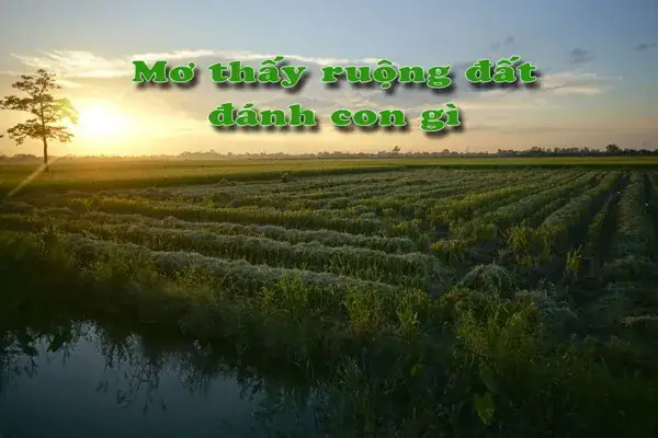 Nằm Mơ Thấy Đất Đai Đánh Số Gì Nằm Mơ Thấy Đất Đai Đánh Số Gì