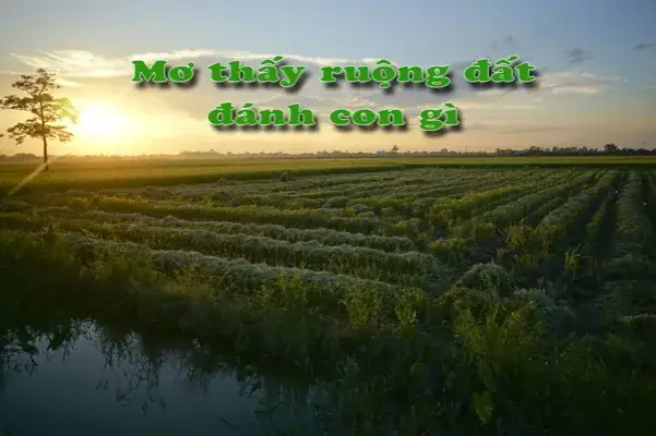 Nằm Mơ Thấy Đất Đai Đánh Số Gì Nằm Mơ Thấy Đất Đai Đánh Số Gì