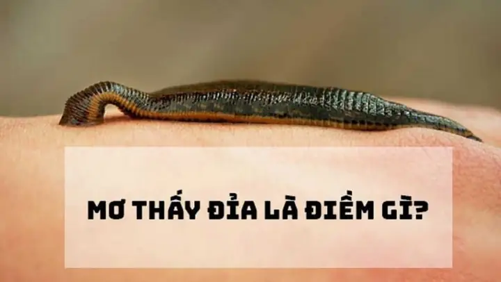 Nằm Mơ Thấy Đỉa Chui Vào Vùng Kín Nằm Mơ Thấy Đỉa Chui Vào Vùng Kín