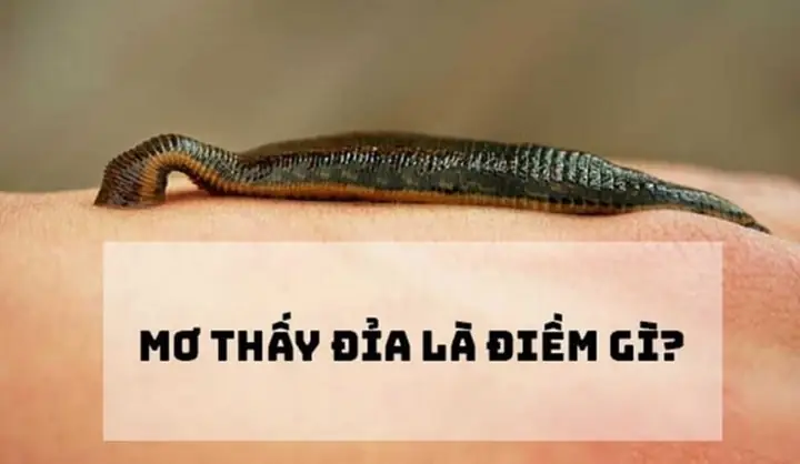 Nằm Mơ Thấy Đỉa Chui Vào Vùng Kín Nằm Mơ Thấy Đỉa Chui Vào Vùng Kín