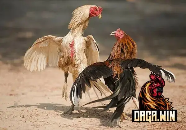 Giải Mã Giấc Mơ Thấy Gà Trống Đánh Số May – Ý Nghĩa, Dự Báo Và Con Số May Mắn Giải Mã Giấc Mơ Thấy Gà Trống Đánh Số May – Ý Nghĩa, Dự Báo Và Con Số May Mắn