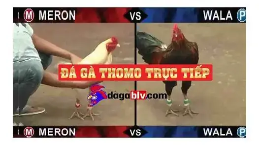 Giải Mã Giấc Mơ Thấy Gà Trống Đánh Số May – Ý Nghĩa, Dự Báo Và Con Số May Mắn Giải Mã Giấc Mơ Thấy Gà Trống Đánh Số May – Ý Nghĩa, Dự Báo Và Con Số May Mắn