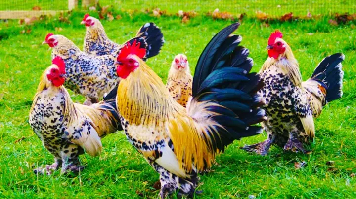 Giải Mã Giấc Mơ Thấy Gà Trống Đánh Số May – Ý Nghĩa, Dự Báo Và Con Số May Mắn Giải Mã Giấc Mơ Thấy Gà Trống Đánh Số May – Ý Nghĩa, Dự Báo Và Con Số May Mắn