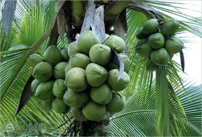 Nằm Mơ Thấy Hái Dừa Đánh Con Gì? Ý Nghĩa Giấc Mơ Và Con Số May Mắn Nằm Mơ Thấy Hái Dừa Đánh Con Gì? Ý Nghĩa Giấc Mơ Và Con Số May Mắn
