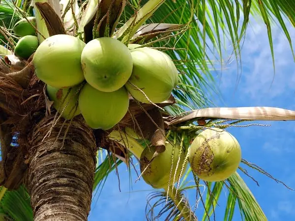 Nằm Mơ Thấy Hái Dừa Đánh Con Gì? Ý Nghĩa Giấc Mơ Và Con Số May Mắn Nằm Mơ Thấy Hái Dừa Đánh Con Gì? Ý Nghĩa Giấc Mơ Và Con Số May Mắn