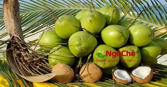 Nằm Mơ Thấy Hái Dừa Đánh Con Gì? Ý Nghĩa Giấc Mơ Và Con Số May Mắn Nằm Mơ Thấy Hái Dừa Đánh Con Gì? Ý Nghĩa Giấc Mơ Và Con Số May Mắn