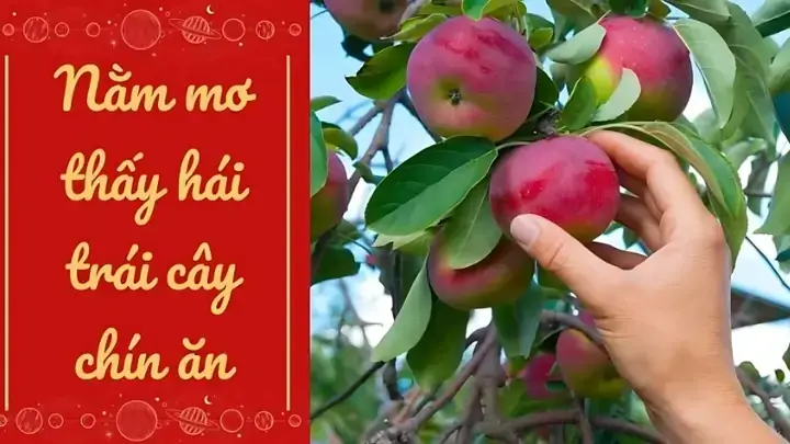 Nằm Mơ Thấy Hái Trái Cây Chín Đánh Số Gì Nằm Mơ Thấy Hái Trái Cây Chín Đánh Số Gì
